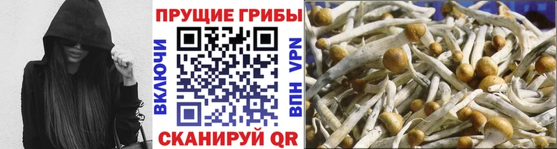 Галлюциногенные грибы Psilocybine cubensis  Каневская 